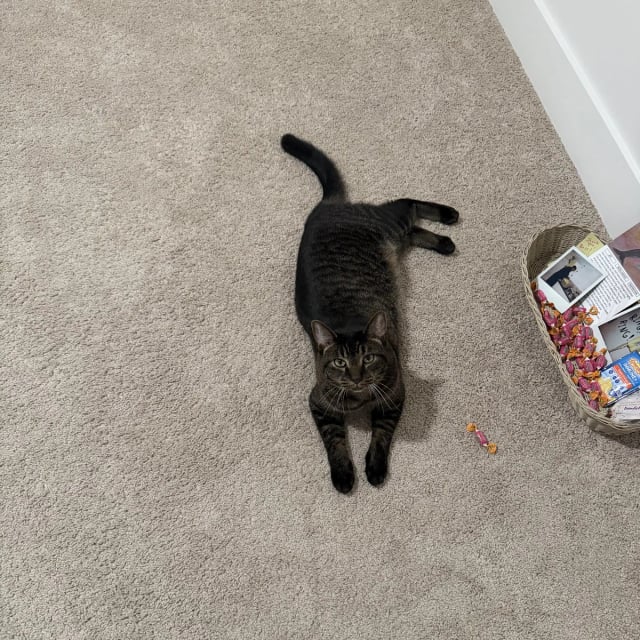 Mikey looking up while stretched out on the carpet