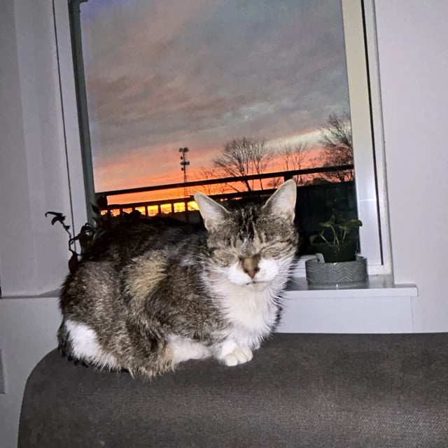 Sasha resting by a window at sunset